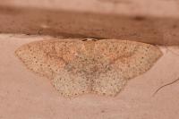 Cyclophora porata