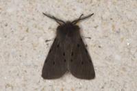 Diaphora mendica