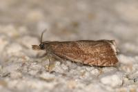 Dichrorampha acuminatana