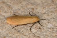 Wittia sororcula