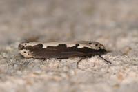 Ethmia bipunctella