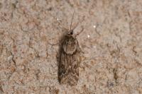 Eudonia angustea