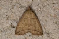 Herminia grisealis