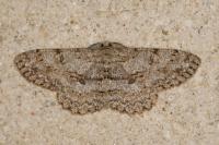 Hypomecis punctinalis