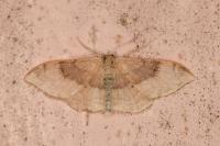 Idaea degeneraria