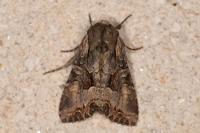 Lacanobia w-latinum