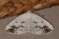 Lomographa temerata
