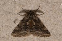 Lycia hirtaria