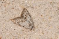 Nola confusalis