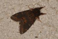 Notodonta dromedarius