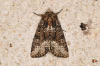 Oligia strigilis