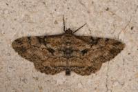 Peribatodes rhomboidaria