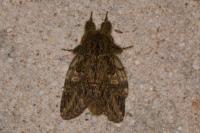 Peridea anceps