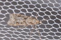 Eudonia angustea