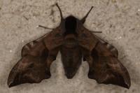 Smerinthus ocellatus