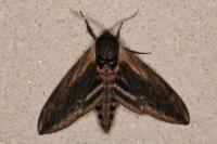 Sphinx ligustri