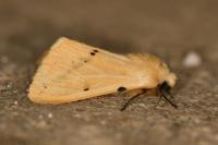 Spilarctia lutea