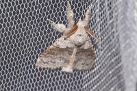 Calliteara pudibunda