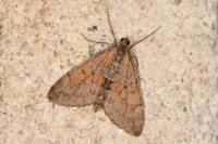 Thera obeliscata