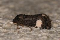 Tyta luctuosa