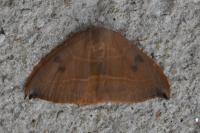 Watsonalla uncinula