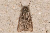 Xylocampa areola