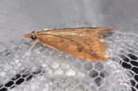 Udea ferrugalis