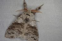 Calliteara pudibunda