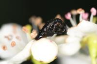 Coleophora anatipennella