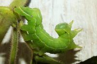 Asteroscopus sphinx
