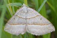 Scotopteryx luridata/mucronata