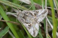Autographa gamma