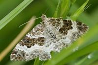 Epirrhoe alternata