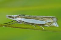 Crambus pascuella