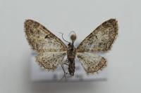 Eupithecia dodoneata