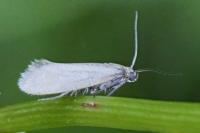 Glyphipterix fuscoviridella