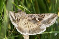 Autographa gamma