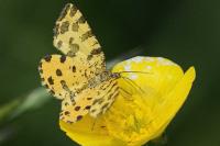 Pseudopanthera macularia