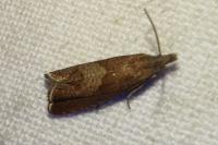 Dichrorampha acuminatana