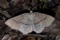 Cyclophora ruficiliaria