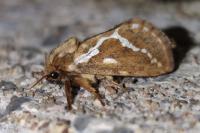 Korscheltellus lupulinus