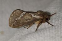 Korscheltellus lupulinus