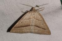 Petrophora chlorosata