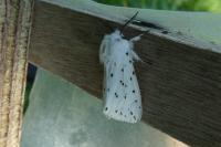 Spilosoma lubricipeda