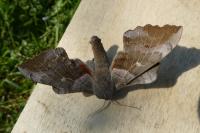 Laothoe populi