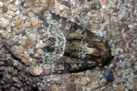 Oligia latruncula/strigilis/versicolor