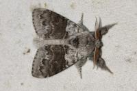 Calliteara pudibunda