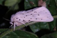Spilosoma lubricipeda
