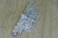 Hypomecis punctinalis