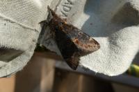 Notodonta dromedarius
